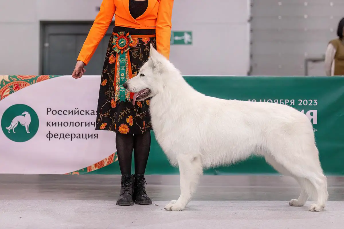JCH RUS,RKF, JWin'22, CH Rus,Blr,RKF Win Rus BIG1,JBIS1,BIS3 Rus Pride Chuck Norris