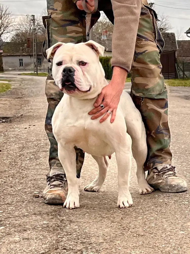 Blockhead’s Bombee