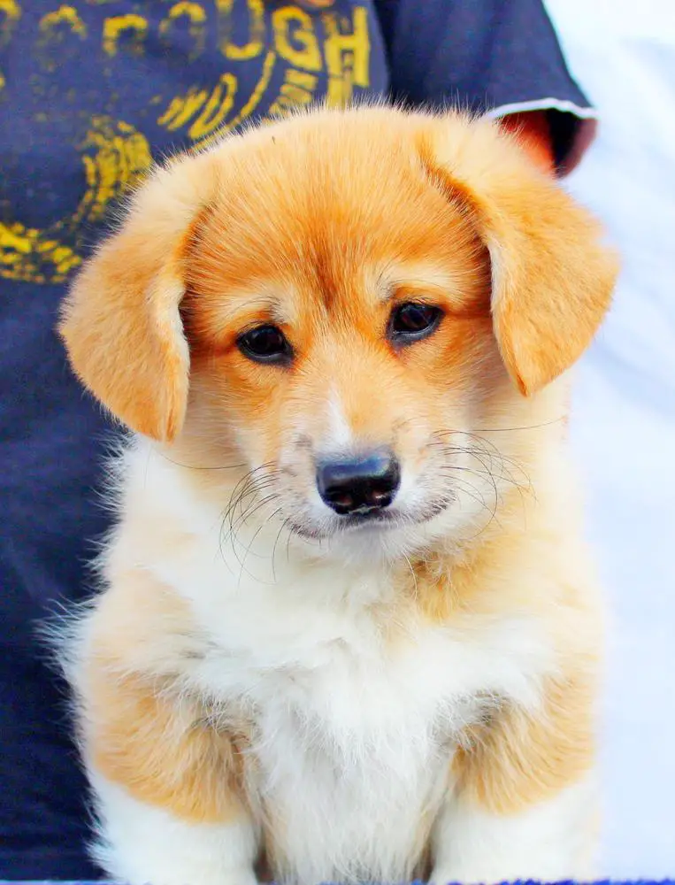 Mejor cachorro , Mejor Joven ALGICOR KINDNESS ALWAYS