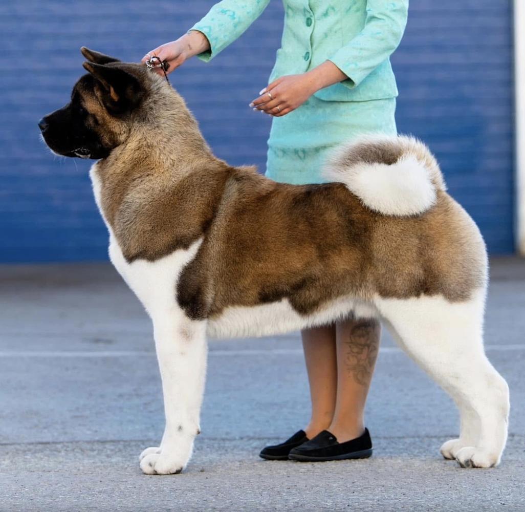 CH RUS, JCH RUS, JSHCH RUS, CH RKF, JCH RKF, CH CLUB RUS Valgrand Victory Lucky Strike