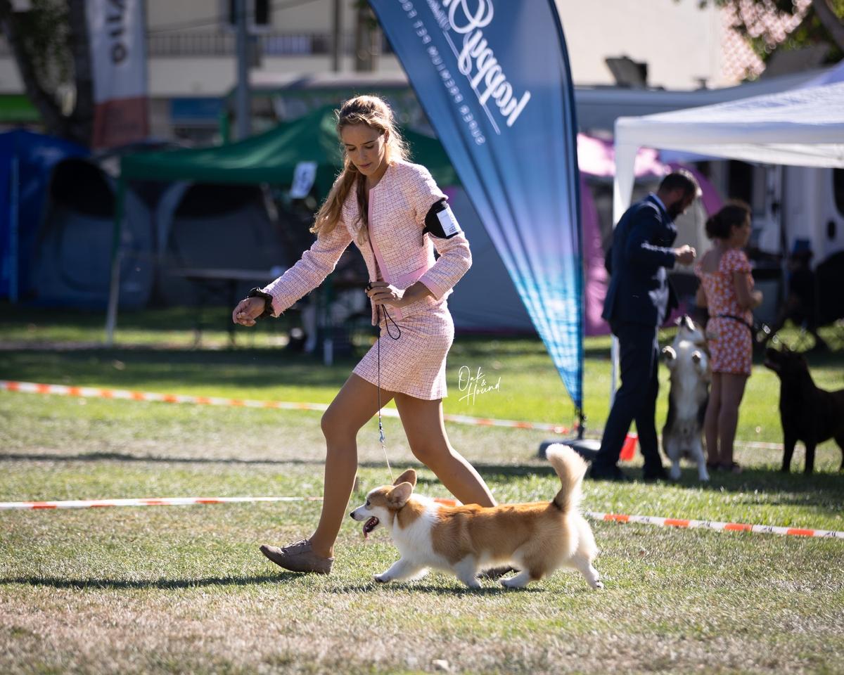 J.Ch. ESP Corgi Red Hill Scarlett