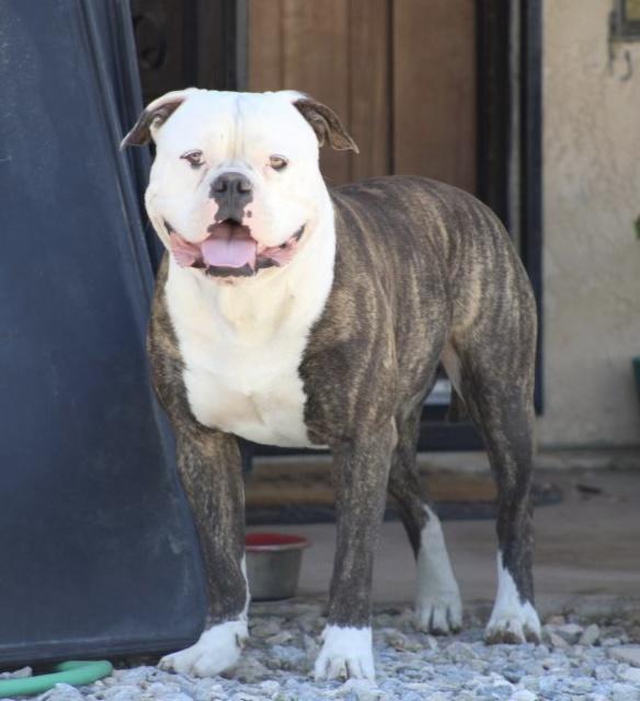 DGK’S Rex