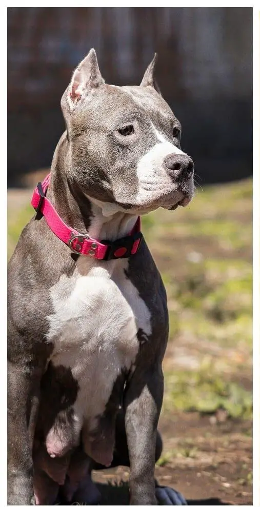 Red Squad Vega Mega Viki