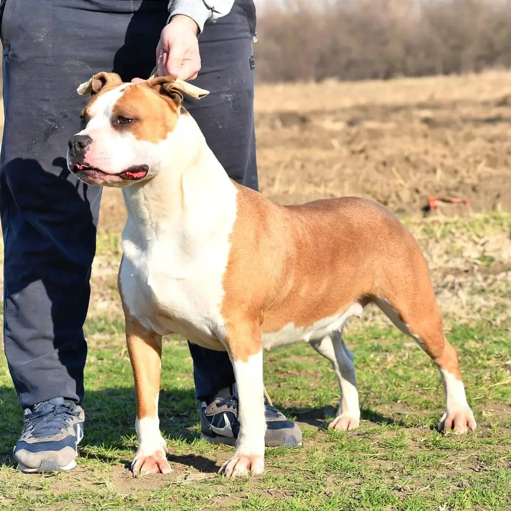 Loyal Family Sick Touch Spartan's Team