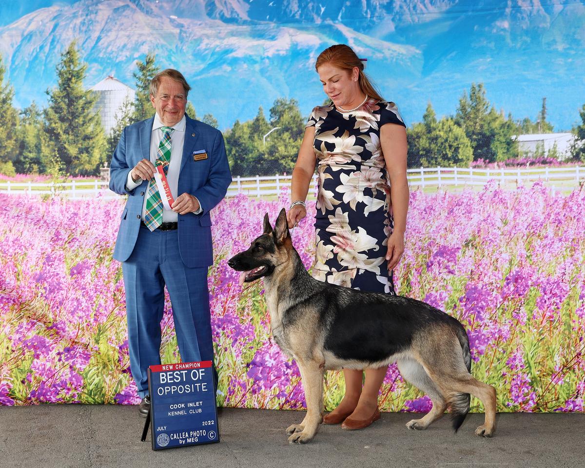 Am CH Woodsides Northern Opulence