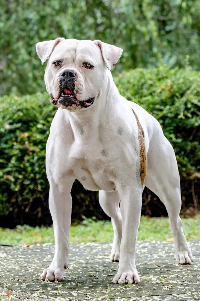 Jr W. Winner,  HJCH,  SKJCH, HCH, PLCH, DERBY WINNER Blockhead’s Madeira