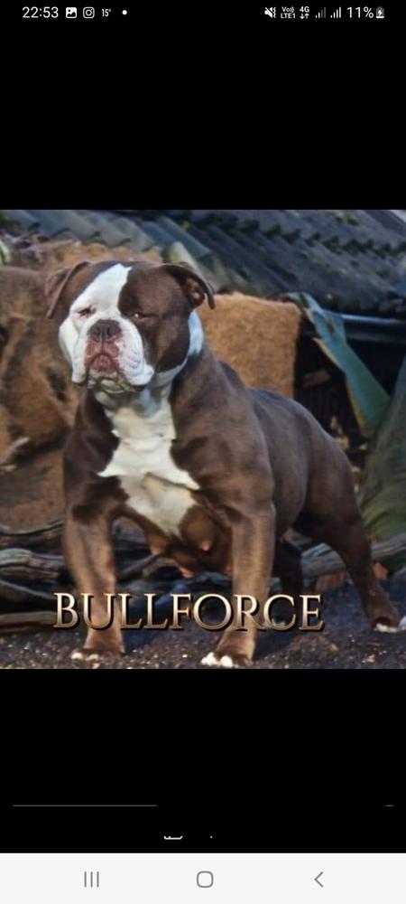 Bullforce beertje