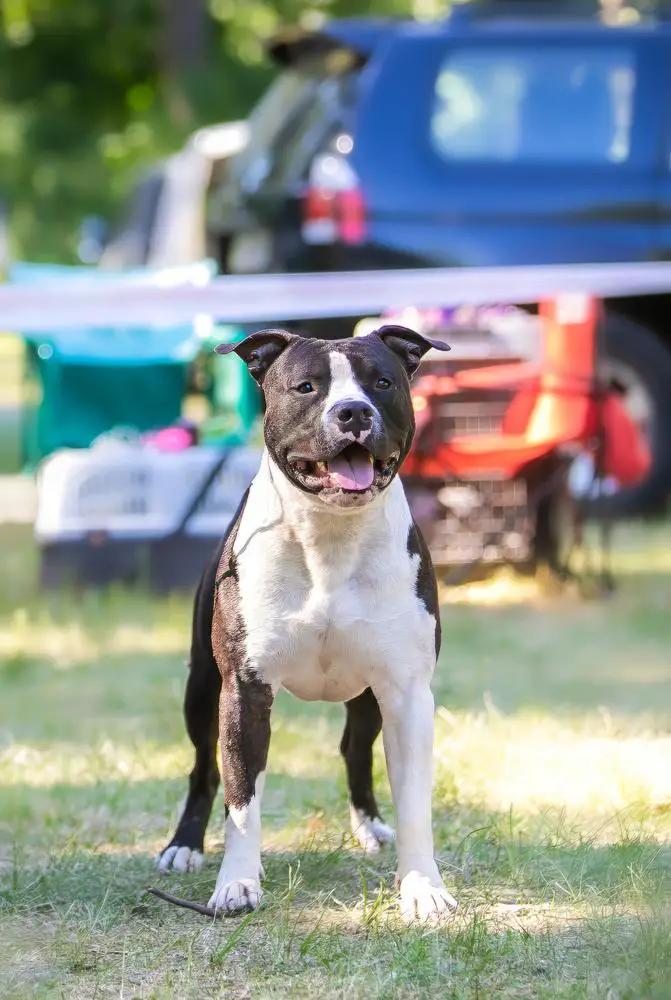 Contra Legem Knight Of Fire Almaznogo Ostrova