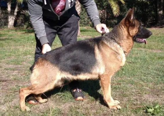 Galia de los Angeles