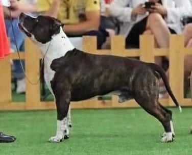 STAFF ABSOLJUT OZZY WILD WEST