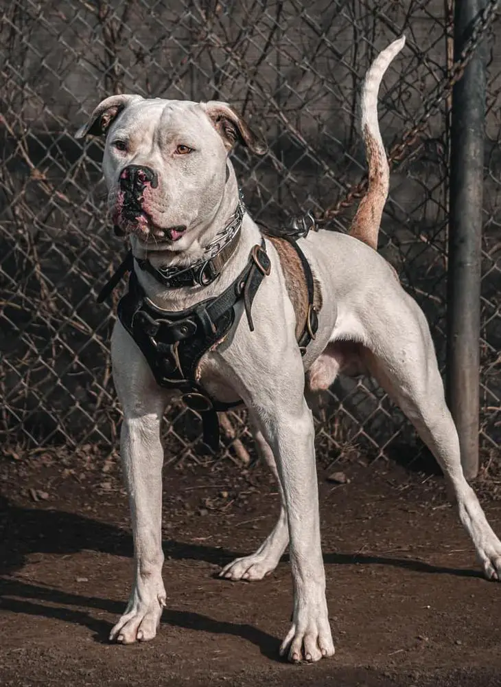 ABA CH MpKennel's R'T-Rex of SoB