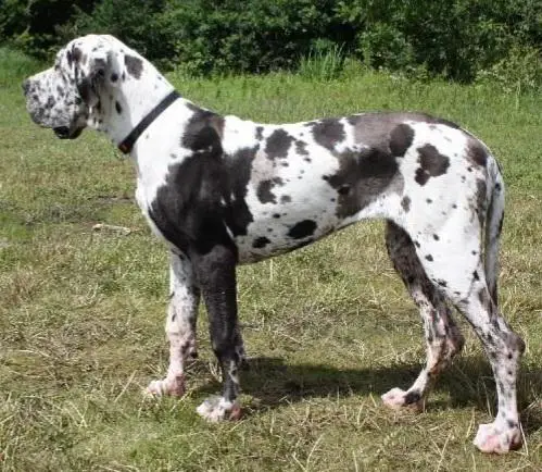 FOLIE DES TERRES DE BRANDON