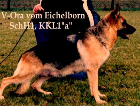 V Ora vom Eichelborn