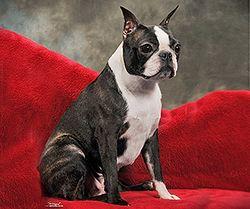 Champion Stanely's Cj's Georgie Girl