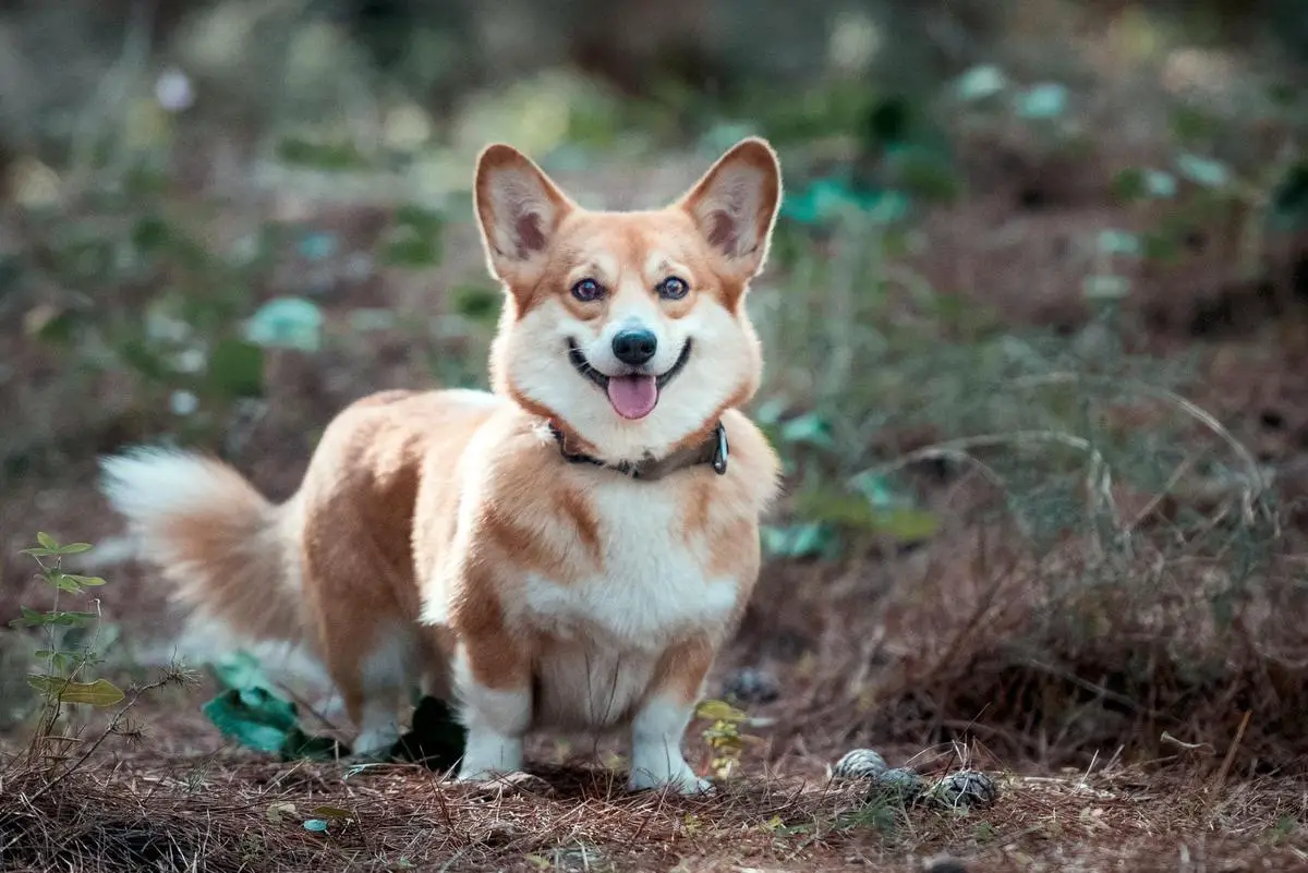 Sababa Shire Elizabeth Eevee