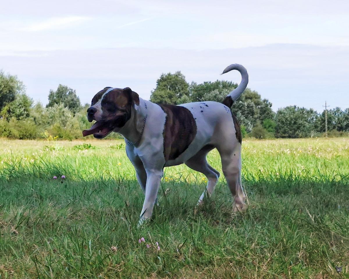 Turul Bulls Abigail of Old Castle aka NahIda