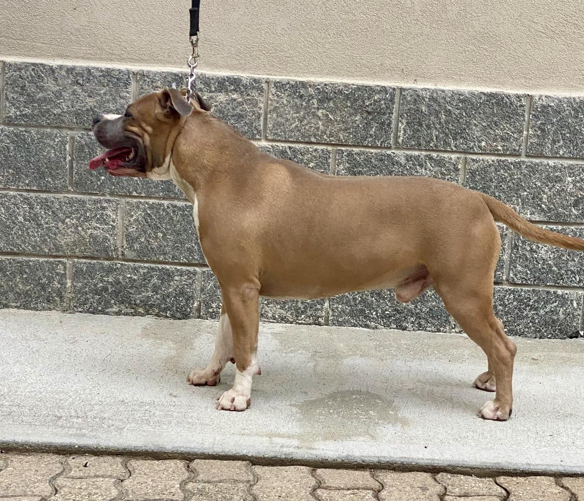 Contra Legem Houston