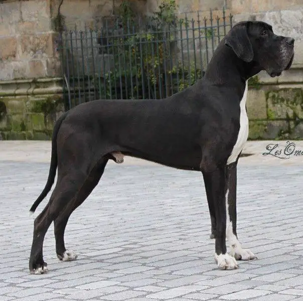 DONOVAN DU BOIS DU CHANT DES ROSSIGNOLS