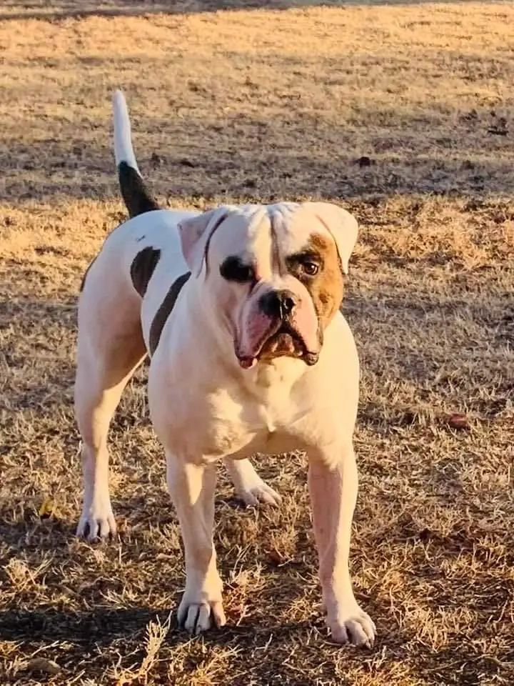 Hosfelt's pooka of Donnelly's