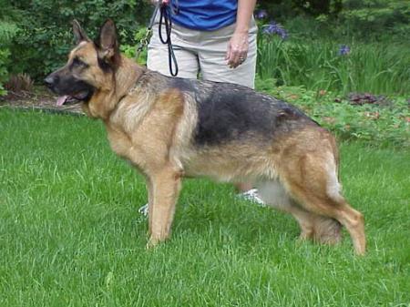 SG Landrali vom Hasenborn