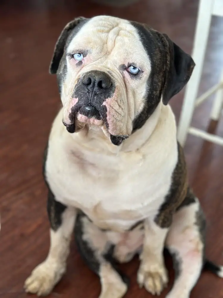 Elvis of ABE Acres Bulldog Farm