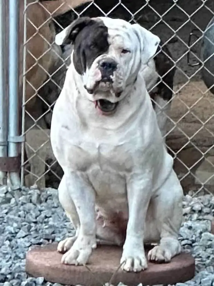 Cruella of ABE Acres Bulldog Farm