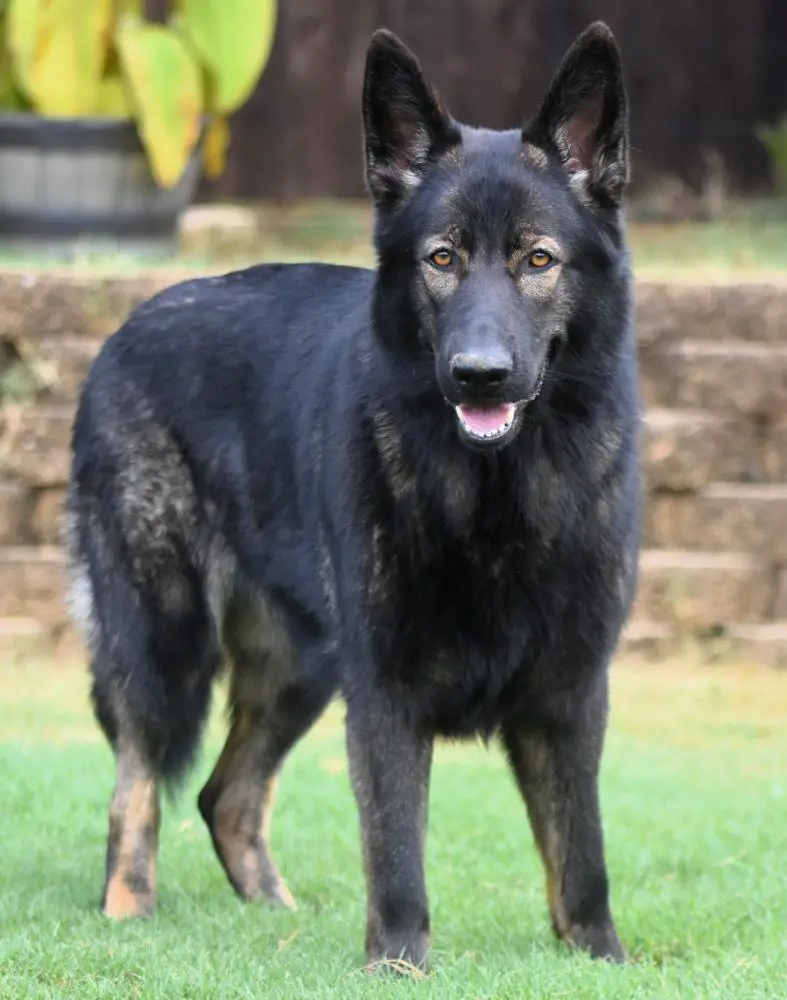 Legacy Glory von Wunderhaus