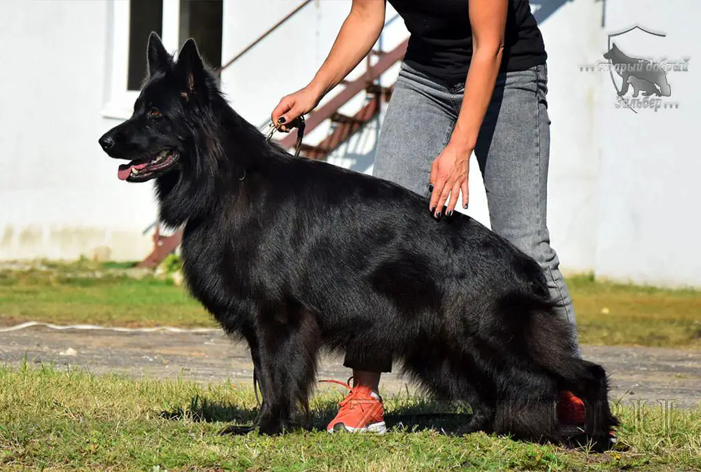 Team Zilber Wasserfall RIVIERA 2