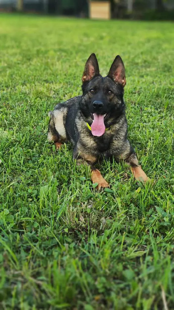 Melina vom Haus Cosi