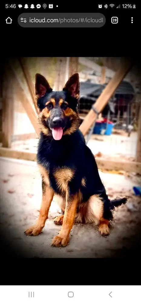 Torro Vom Tierfreunde