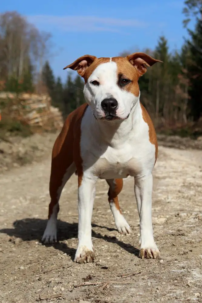 Heavenraven's Absolute Dedication