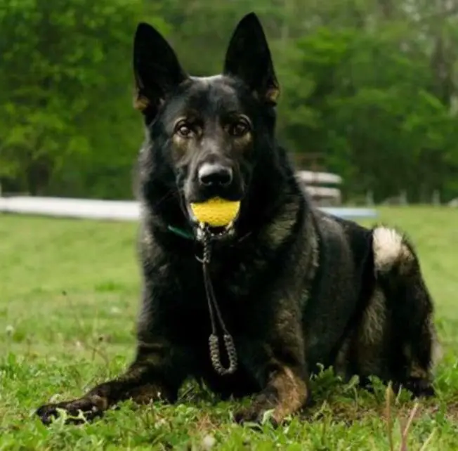 SG1, CGC,BH,GPR1 Hondo Von Der Spitze