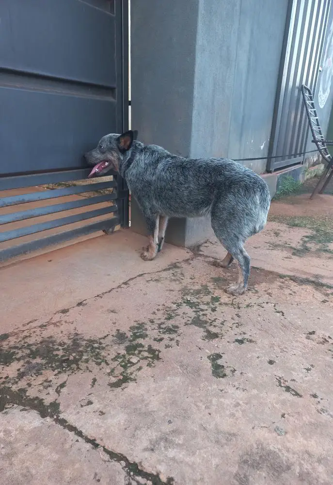 BILLY RANCHO DO VAQUEIRO