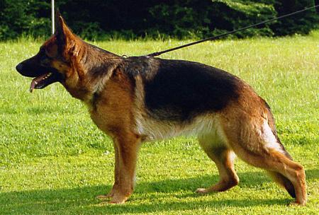 V Ilmali vom Kirschental