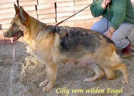 Cilly vom wilden Engel