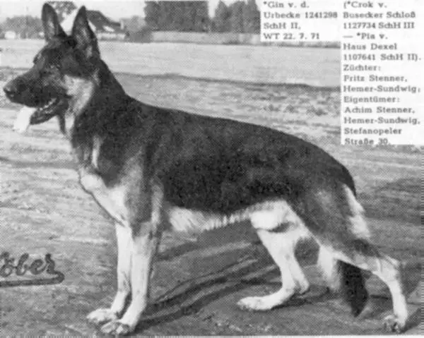 V Gin von der Urbecke
