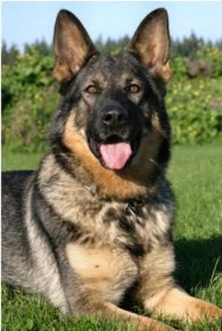 V Hanna vom Arolser Holz