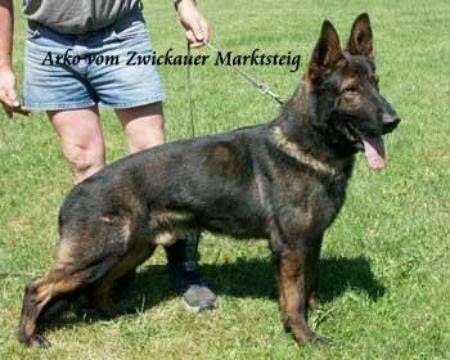 V Arko vom Zwickauer Marktsteig