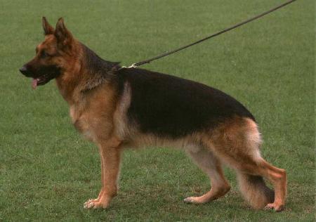 Marck di Fossombrone