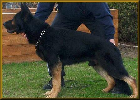 SG Xato von der Germanenquelle