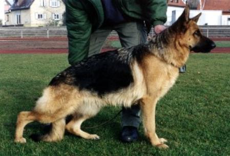 SG Jessy von der Rohburg