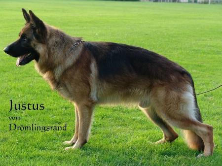 V Justus vom Drömlingsrand
