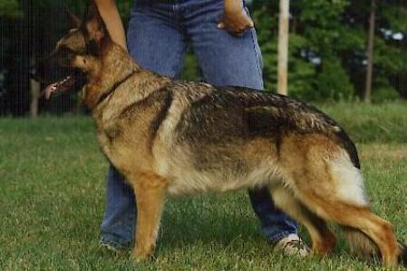 SG Quinta von Westfork