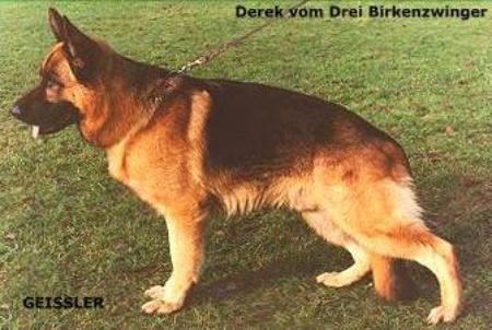 V88 (HZS) Derrek vom Drei Birkenzwinger