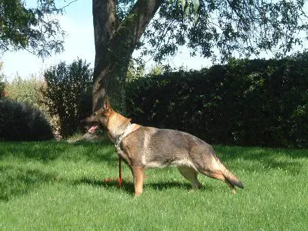 G Cora vom Haus Drexel