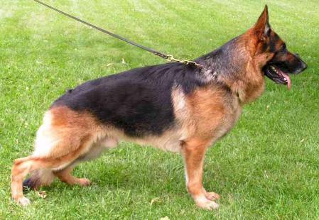 V Drago von Huerta Hof