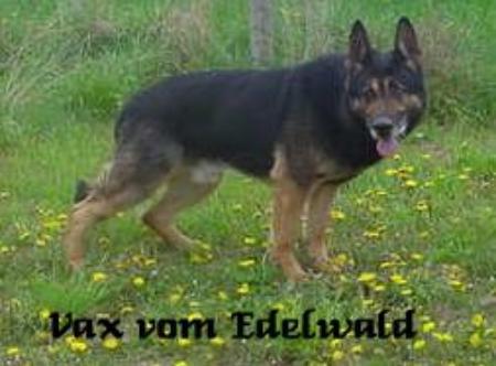 SG Vax vom Edelwald