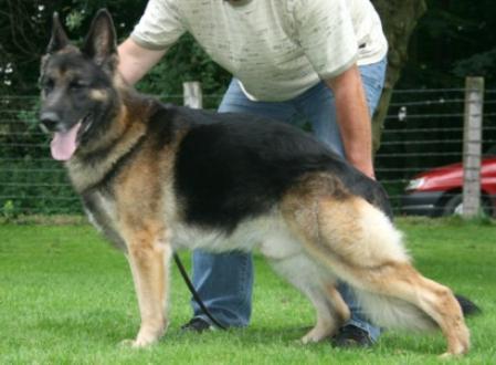 V Estefan aus dem Elfenwald