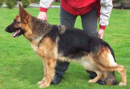 V (LGZS) Kalina vom Laabermoos