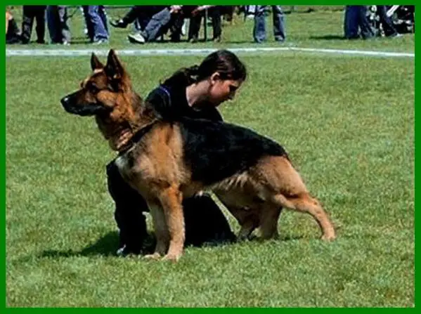 V -DJM2005 Iwan vom ewigen Gletscher